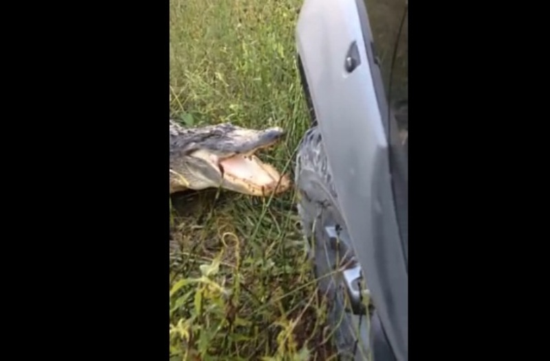 Αλιγάτορας εναντίον φορτηγού σημειώσατε 1 (Video) - Media
