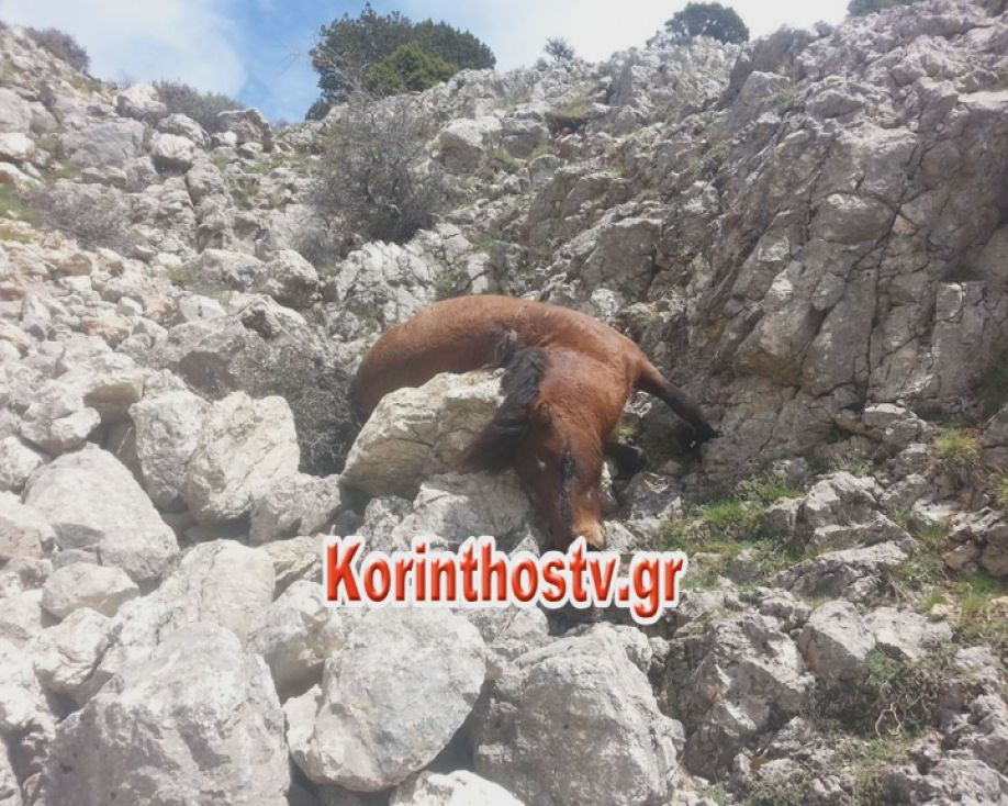 Απίστευτη βαρβαρότητα - Εκτέλεσαν με πυροβόλο όπλο 8 άγρια άλογα στην Κόρινθο! (Photos) - Media
