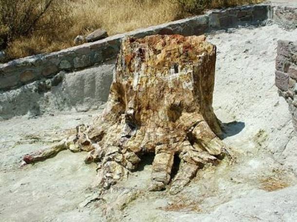 Νέο απολιθωμένο δάσος αποκαλύφθηκε στη Λέσβο - Media