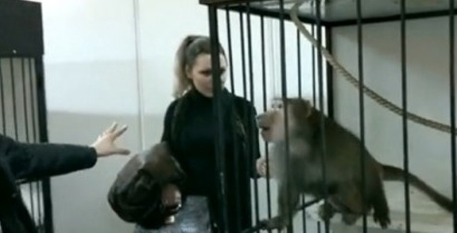 Οι ανοησίες πληρώνονται: Σκαρφάλωσε στη στέγη για να τρομάξει έναν μπαμπουίνο αλλά το ζώο τον κυνήγησε και έπεσε στο κενό (Video) - Media