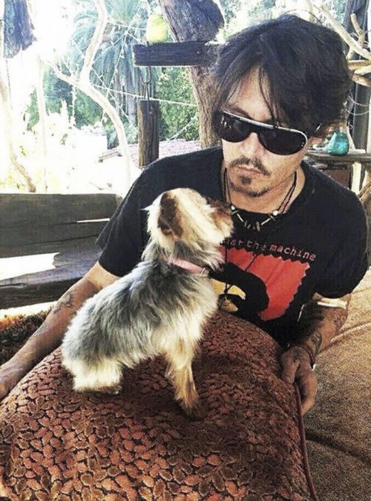 «Απελάθηκαν» από την Αυστραλία τα σκυλιά του Τζόνι Ντεπ  - Media
