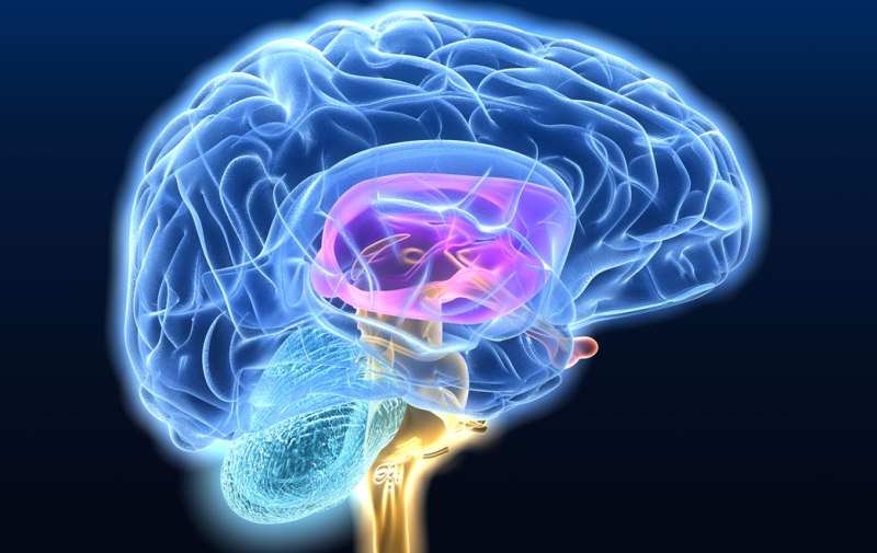 Τριάντα Έλληνες δωρίζουν -μετά θάνατον- τον εγκέφαλό τους για να μελετηθούν οι νευροεκφυλιστικές παθήσεις - Media