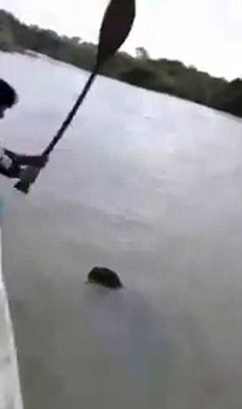 Βραζιλία: Μαύρος πάνθηρας ξυλοκοπείται μέχρι θανάτου σε ποτάμι( Σκληρό Video) - Media