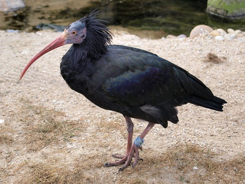 Ένα σπάνιο είδος πτηνού απειλείται με εξαφάνιση από την επέλαση των τζιχαντιστών στην Παλμύρα - Media