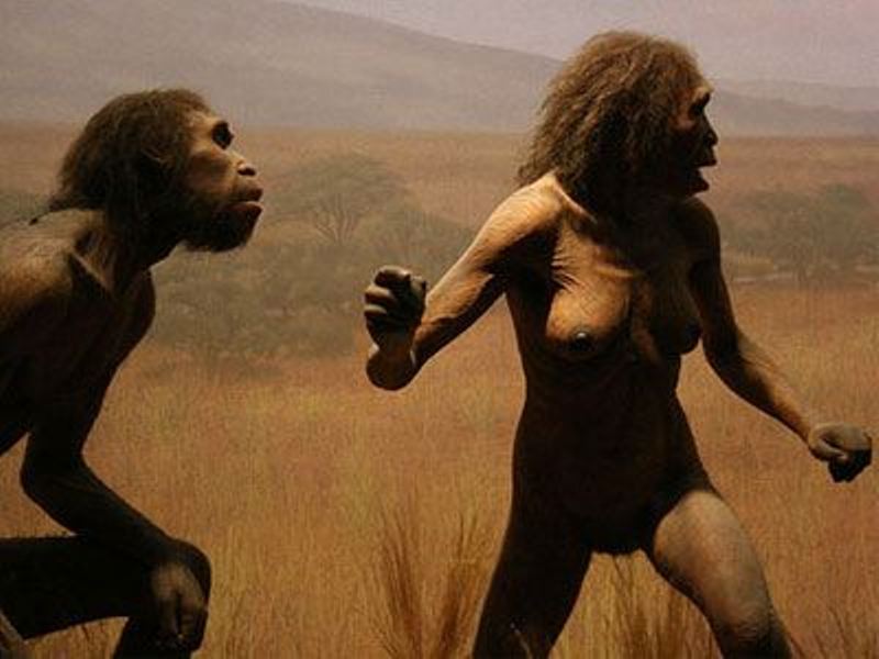 Ανακαλύφθηκε νέο είδος προγόνου του ανθρώπου, συγγενής και γείτονας της «Λούσι» - Media