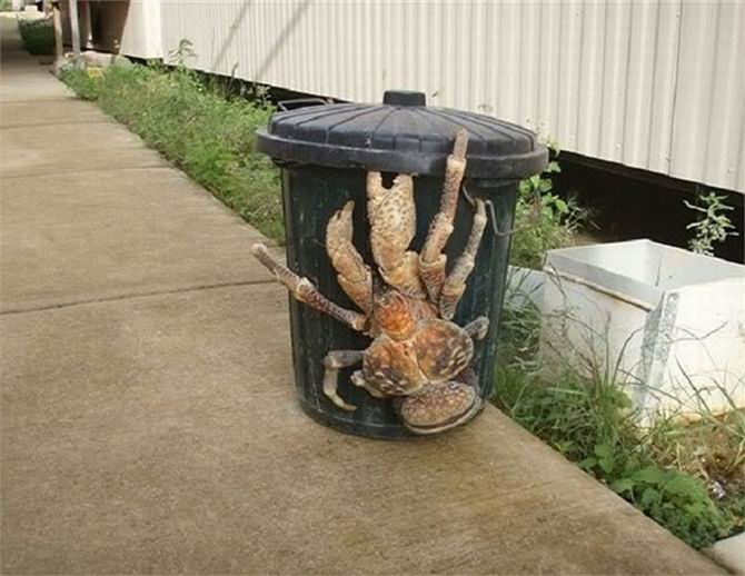 Ζώα και ερπετά που εντυπωσιάζουν με το μέγεθός τους (Photos) - Media