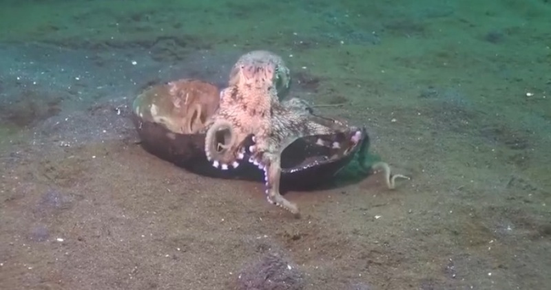 Το χταπόδι της καρύδας (Video) - Media