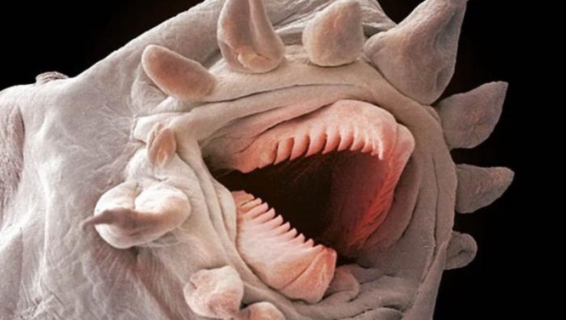 11 καθημερινά πράγματα που είναι τρομακτικά, κάτω από ένα μικροσκόπιο - Media