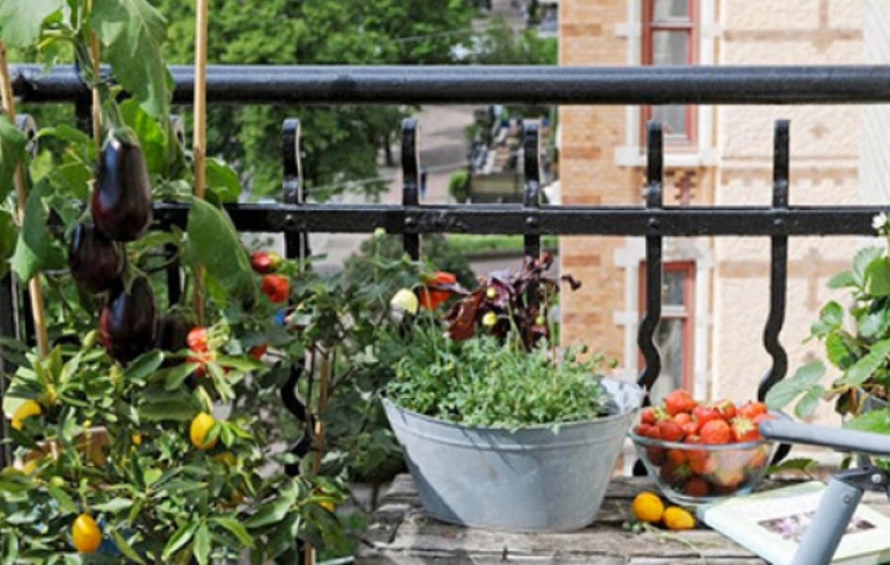 Εναλλακτικό εργαστήρι κηπουρικής στο κέντρο της Αθήνας! - Media