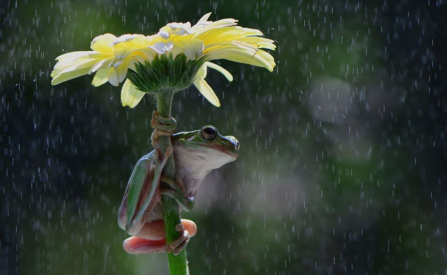 Δείτε 11 ζώα που χρησιμοποιούν «ομπρέλες» (Photos) - Media