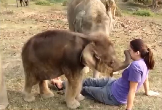 «Μα πού είναι η προβοσκίδα σου;» (Video) - Media