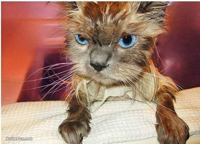 Το μπάνιο δεν αρέσει στις γάτες λέμε! (Photos) - Media