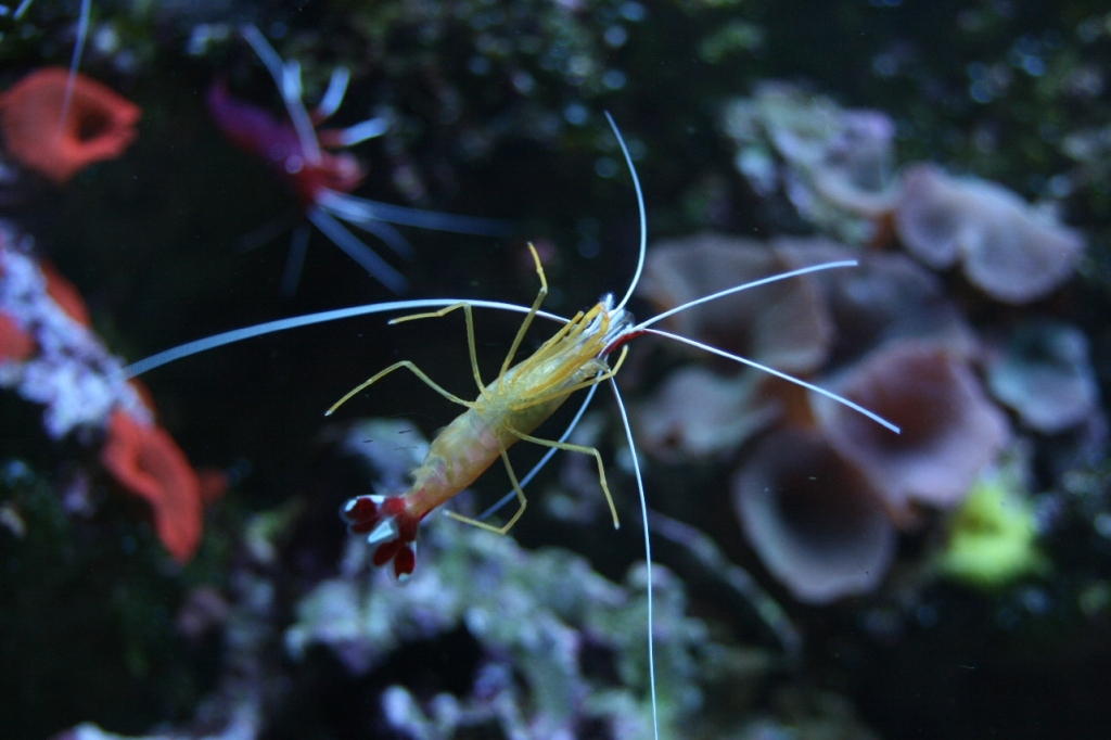 Θαλάσσιες ζώνες σε κίνδυνο - Media