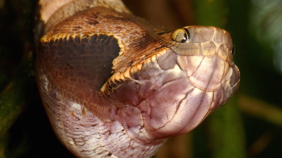 Μπορείτε να μαντέψετε τι ζώο βλέπετε; Δεν είναι φίδι! (photos) - Media