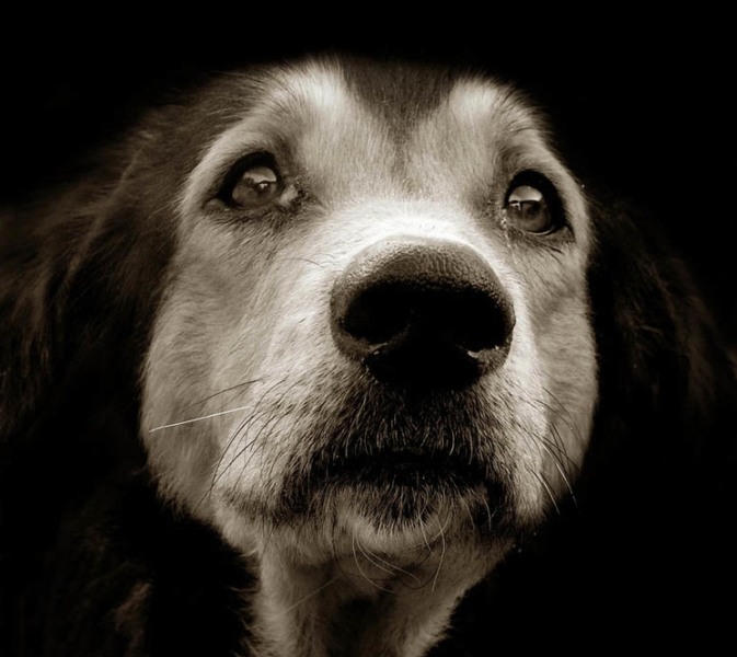 Τα συγκλονιστικά βλέμματα σκύλων που ζουν στα καταφύγια (Photos) - Media