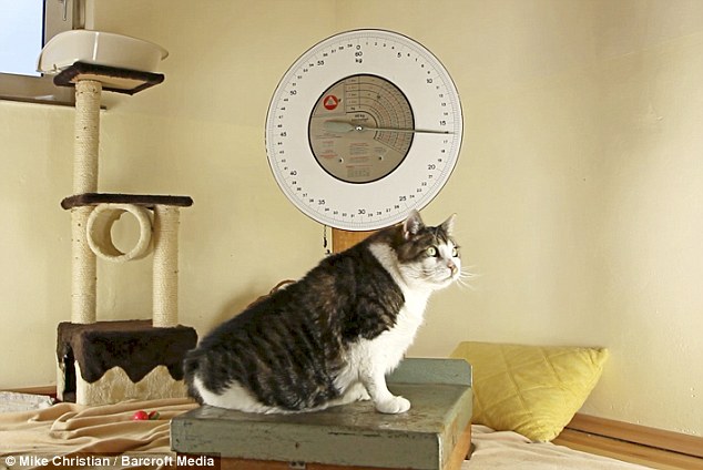 Ο πιο χοντρός γάτος του πλανήτη (Video) - Media