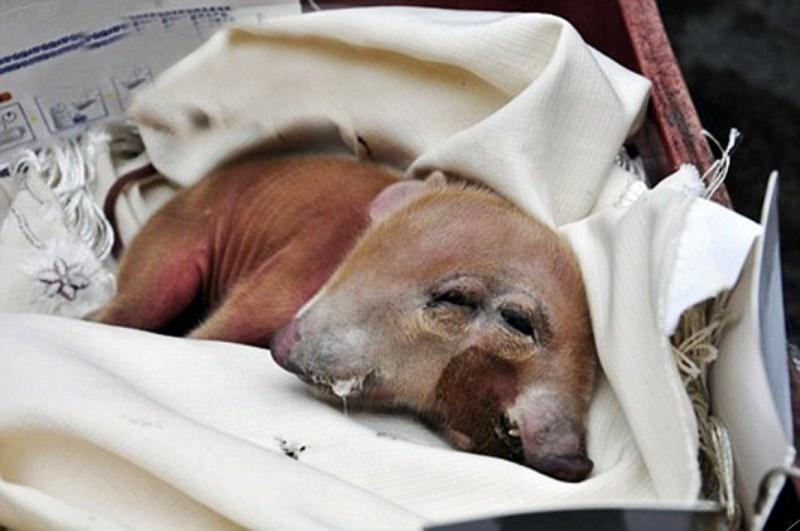 Ένα «τυχερό» δικέφαλο γουρουνάκι γεννήθηκε στην Κίνα (Photos) - Media