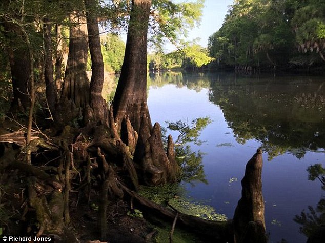 Ρακούν κάνει... βόλτα σε ποτάμι στην πλάτη αλιγάτορα - Media