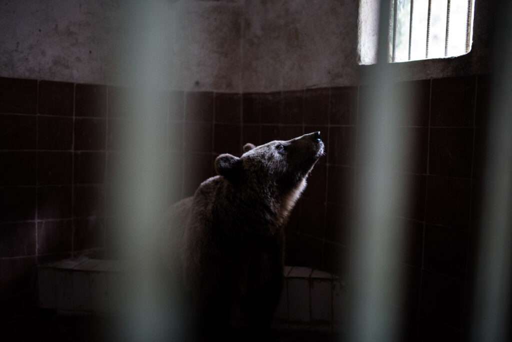 Ημέρα απελευθέρωσης για τη Σάσα, την Αλεξάνδρα και δυο λύκους - Media