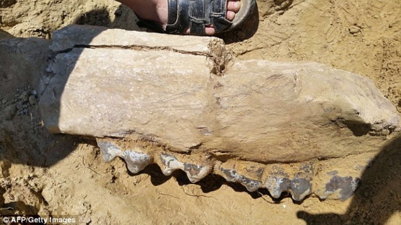Ρουμανία: Ανακάλυψη απολιθώματος γιγάντιου δεινοθηρίου ηλικίας 7 εκατομμυρίων ετών (Photos) - Media