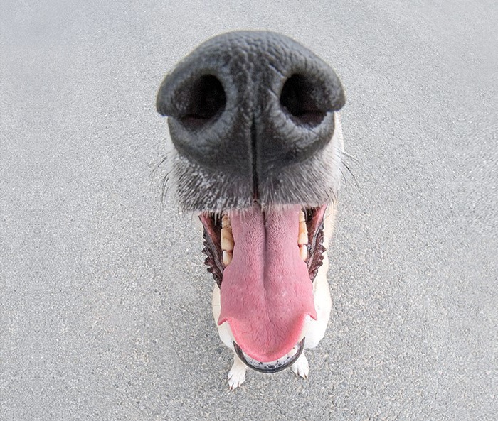 Αξιολάτρευτα σκυλιά σε μοναδικές... πόζες! (Photos) - Media