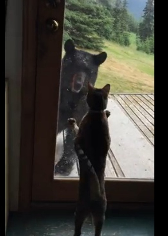 Κι όμως η αρκούδα φοβάται τη γάτα (Video) - Media