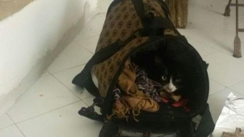 Η απίστευτη ιστορία της γάτας που έφτασε στη Λαμπεντούζα, κρυμμένη σε μια τσάντα! (Photo & Video) - Media