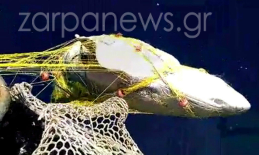 Κρήτη: Καρχαρίας 5 μέτρων μπλέχτηκε στα δίχτυα ενός ψαρά (Photos) - Media