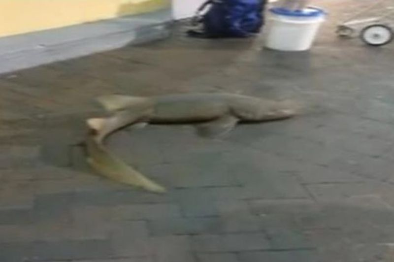 Zωντανό καρχαρία προσπαθούσε να πουλήσει σε πάρκινγκ (Video) - Media