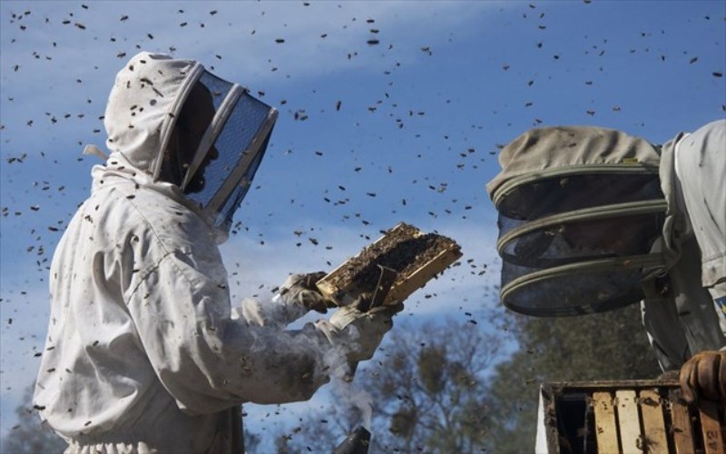 Δέχθηκε επίθεση από χιλιάδες μέλισσες και «γλίτωσε» με 500-1.000 τσιμπήματα  - Media