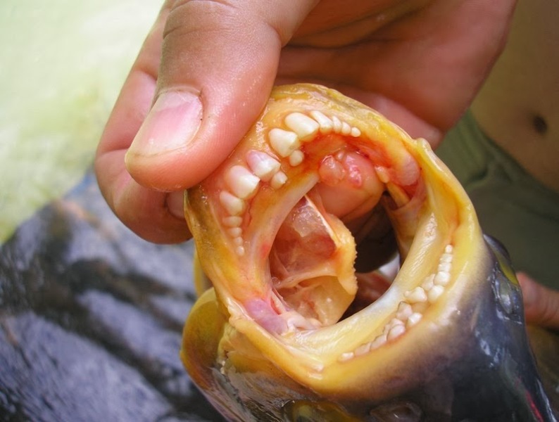 Σκορπά τρόμο: ψάρι με ανθρώπινα δόντια επιτίθεται σε κολυμβητές και τρώει τους όρχεις τους  (Video) - Media