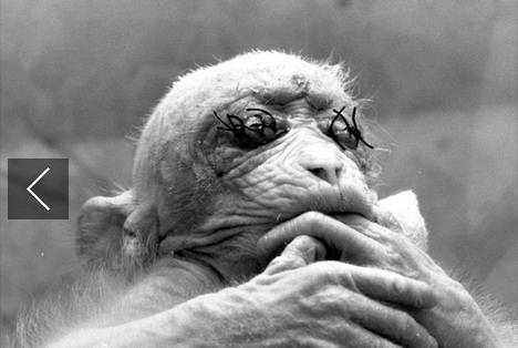 Πειράματα σε ανθρώπους και ζώα, που σοκάρουν (Photos) - Media