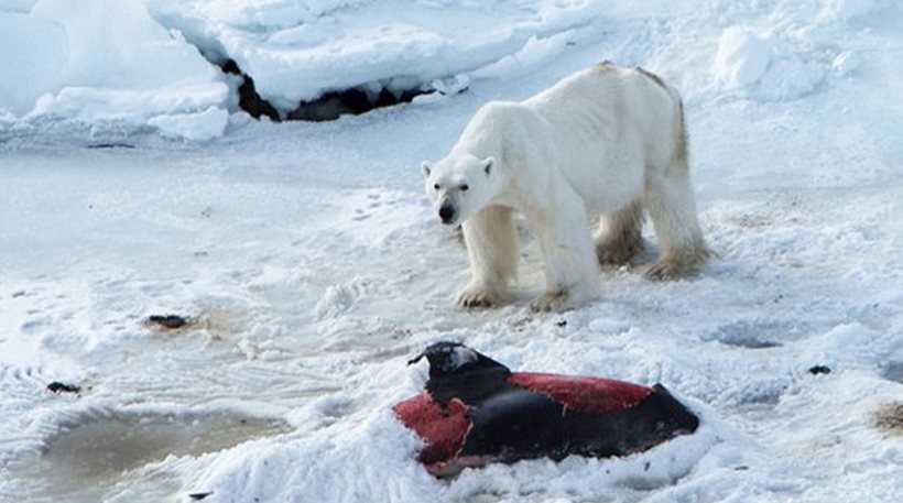 Γιατί και η αρκούδα θέλει τη γιόγκα της (Photos) - Media