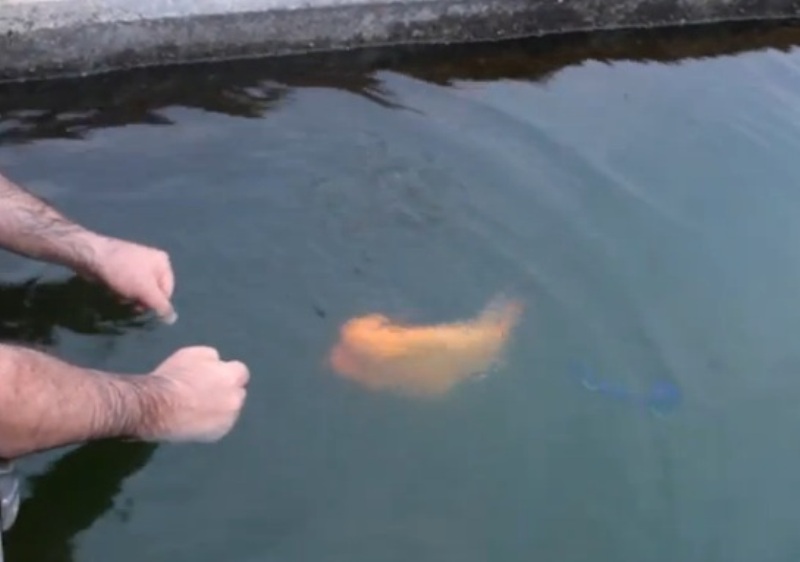 Το ψάρι που συμπεριφέρεται σαν σκύλος (Video) - Media