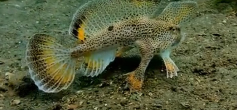 Ψάρι περπατά στο βυθό (Video) - Media