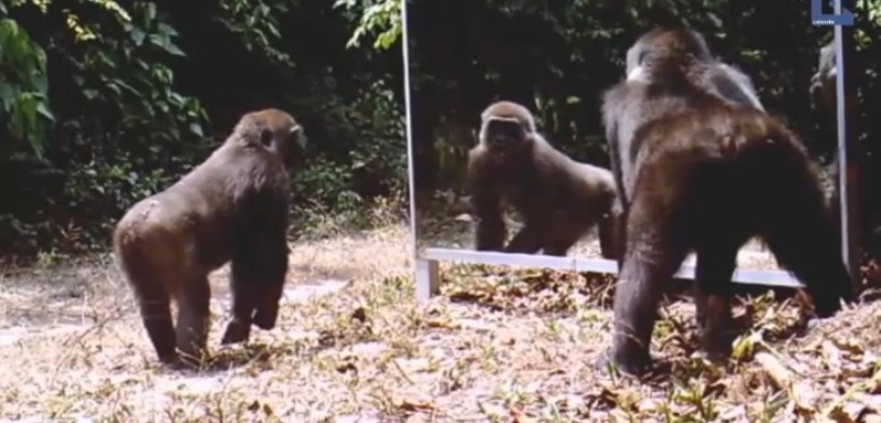 Πως αντιδρούν άραγε τα άγρια ζώα όταν κοιτούν σε καθρέφτη; (Video) - Media
