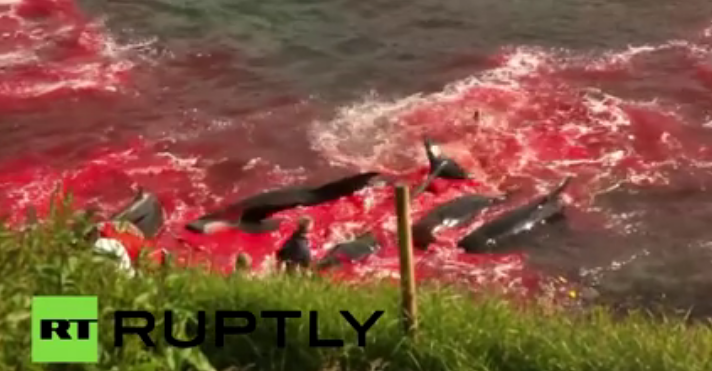 Βίντεο φρίκης από τη μαζική σφαγή δελφινιών στα νησιά Φαρόε (Σκληρές Εικόνες) - Media