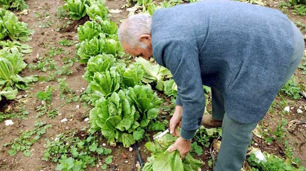 Φθιώτιδα: 71χρόνος αγρότης κινδύνευσε από τσίμπημα σαρανταποδαρούσας - Media