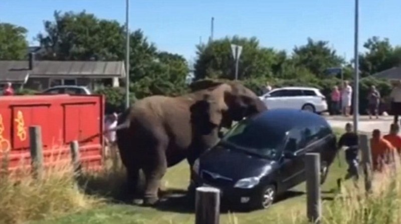 Η εκδίκηση του ελέφαντα: Τον κακοποιούσαν σε τσίρκο και κάποια στιγμή, σε έξαλλη κατάσταση τα ισοπέδωσε όλα   (Video) - Media