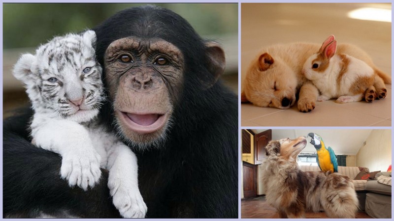 Πώς εξηγούνται οι φιλίες μεταξύ των ζώων; (απίστευτες photo & video) - Media