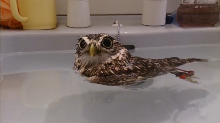 Μια κουκουβάγια με συμπεριφορά… πάπιας! (Video) - Media