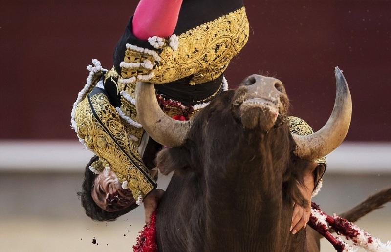 Η εκδίκηση του ταύρου: Κάρφωσε στο λαιμό και τίναξε στον αέρα τον ταυρομάχο- Σκληρές εικόνες (Video & Photos) - Media