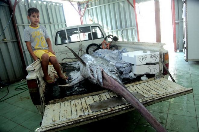 Έπιασε ξιφία μήκους 4 μέτρων και βάρους 360 κιλών! (Photos) - Media