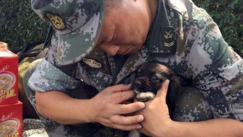 Αυτό είναι το κουτάβι που επέζησε από την έκρηξη στην Τιαντζίν (Photos) - Media