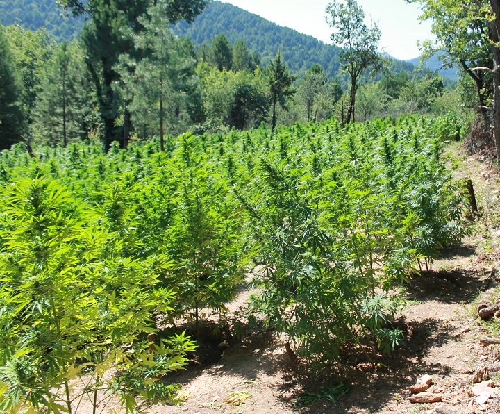 Κόρινθος: Ένα δάσος από δενδρύλλια κάνναβης εκρίζωσαν οι αστυνομικοί (Photos) - Media