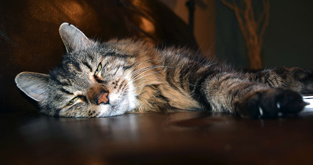 Γνωρίστε τον Κορντουρόι, τον γηραιότερο γάτο στον κόσμο! (Photos & Video) - Media