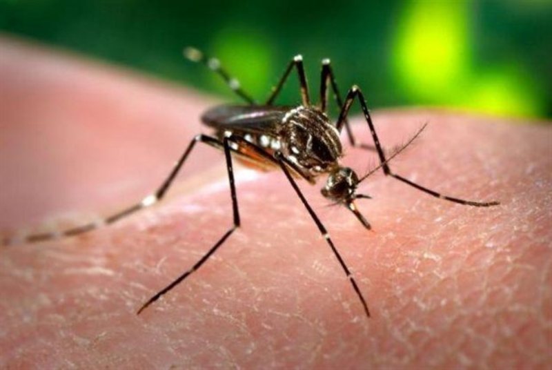 Εθνικό σχέδιο δράσης ενάντια στην ελονοσία - Media