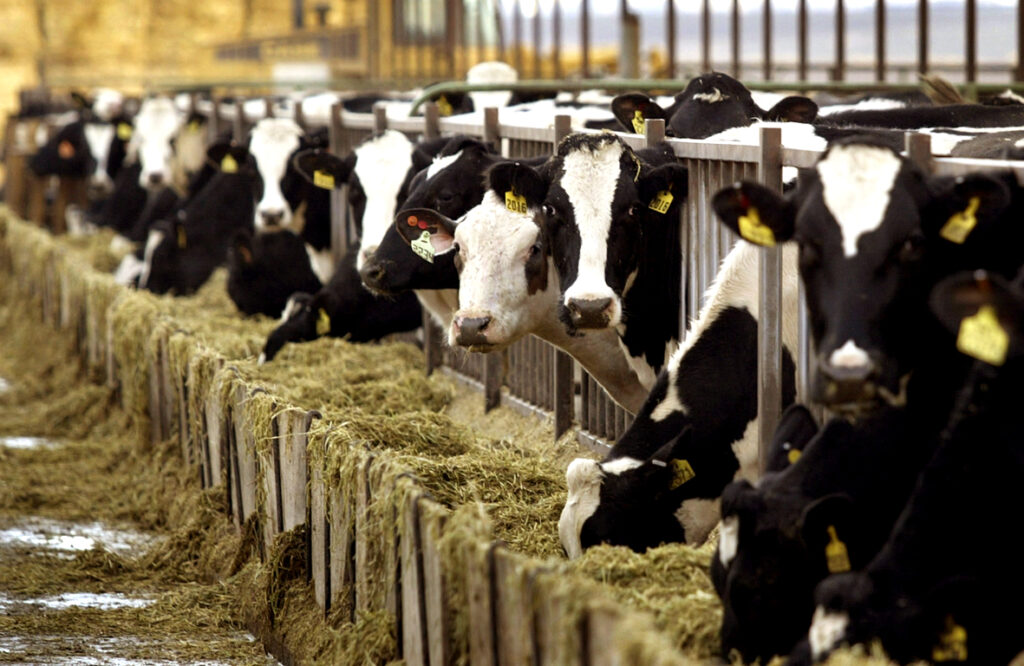 Συμπλήρωμα διατροφής κάνει τις αγελάδες να… «αερίζονται» λιγότερο, προστατεύοντας το περιβάλλον! - Media