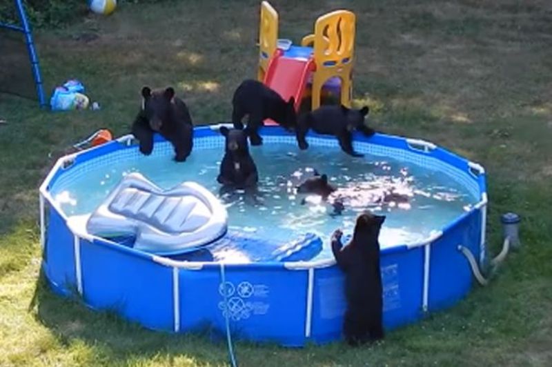 Πάρτι σε πισίνα σπιτιού έκαναν μια αρκούδα και τα πέντε αρκουδάκια της (Video) - Media