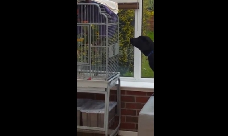 Σκύλος εναντίον παπαγάλου: Ποιος γαβγίζει καλύτερα; (Video) - Media